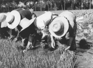 Su musica popolare italiana i canti delle mondine