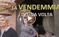 vendemmia